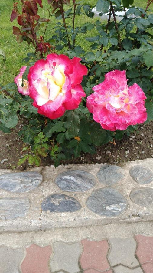 Pensiunea Casa Nina Cîrţişoara Exteriér fotografie